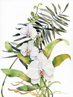 Botanical Phalaenopsis Fine Art Print