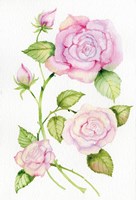 Floral Delight IV Fine Art Print