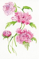 Floral Delight III Fine Art Print