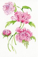 Floral Delight III Fine Art Print