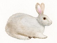 Spring Bunny IV White Fine Art Print