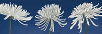 Morning Chrysanthemums V Indigo Fine Art Print