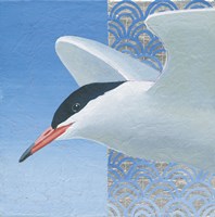 Common Tern II Fine Art Print