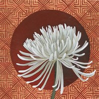 Morning Chrysanthemum III Framed Print