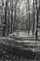 Through the Woods Fine Art Print