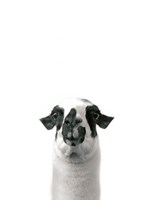 Lovable Llama I v2 Fine Art Print