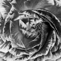 Ranunculus Abstract IV BW Fine Art Print