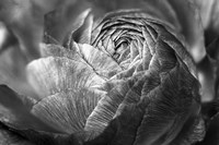 Ranunculus Abstract V BW Fine Art Print