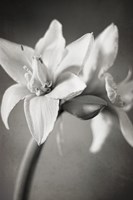 White Amaryllis I Fine Art Print