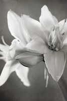 White Amaryllis II Fine Art Print