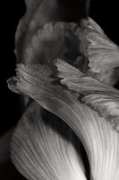Iris Abstract I Framed Print