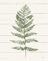 Fern Print II Crop Fine Art Print