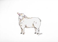 Sheep Fine Art Print