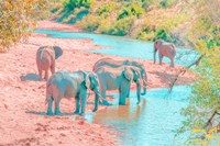 Waterhole Rendezvous II Fine Art Print