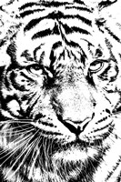 Kitty Kitty Fine Art Print