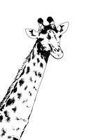 Giraffe Fine Art Print