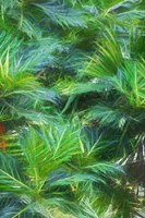 Tropical Leaves I Framed Print