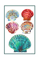 Seashell Collection I Fine Art Print