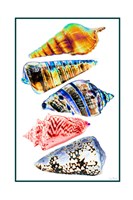 Seashell Collection II Framed Print
