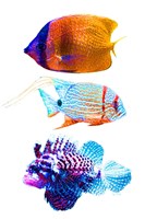 Fish Trio Fine Art Print