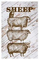 Sheep Fine Art Print
