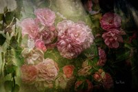 Evening Light on Roses I Fine Art Print