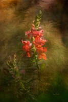 Snapdragon Twilight II Fine Art Print