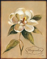 December Magnolia Vintage Fine Art Print