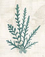 Pacific Sea Mosses III Borderless Fine Art Print