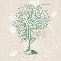 Gorgonia Granulata on Linen Sea Foam Sq Fine Art Print