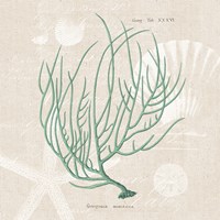 Gorgonia Miniacea on Linen Sea Foam Sq Fine Art Print