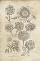 Eden Antique Bookplate II Fine Art Print