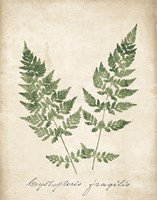 Vintage Ferns VII no Border Fine Art Print