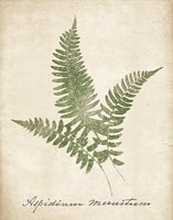 Vintage Ferns X no Border Fine Art Print