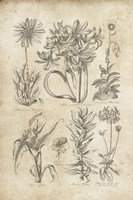 Eden Antique Bookplate I Fine Art Print