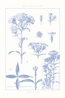 Serenity Phlox on White Framed Print