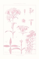 Rose Quartz Phlox on White Framed Print