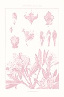 Rose Quartz Rhododendron on White Framed Print