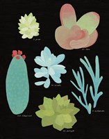 Succulent Chart II Fine Art Print