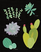 Succulent Chart III Framed Print