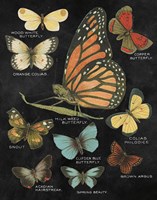 Botanical Butterflies Postcard II Black Framed Print