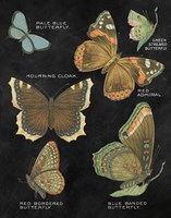 Botanical Butterflies Postcard III Black Fine Art Print