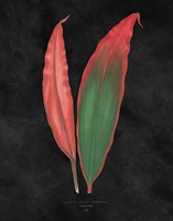 Beautiful Leaved Plants II Black Framed Print