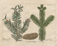 Antique Botanical XXII Fine Art Print