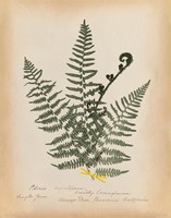 Botanical Fern IV Mossy Green Fine Art Print
