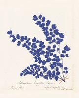 Botanical Fern III Blue Framed Print