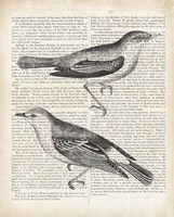 Vintage Birds on Newsprint Fine Art Print