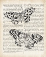 Vintage Butterflies on Newsprint Fine Art Print