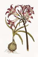 Vintage Floral I on White Fine Art Print