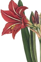 Botanique I no Words Framed Print